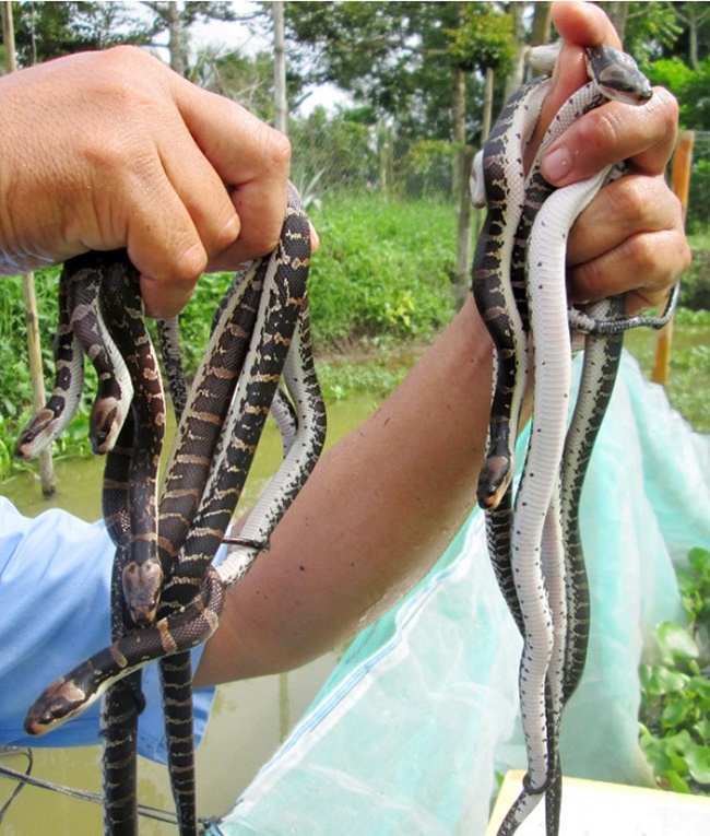 Loài vật này khá dễ nuôi, mỗi tuần chỉ cần cho rắn ăn khoảng 2 lần. Rắn ri voi rất khỏe, ít bệnh
