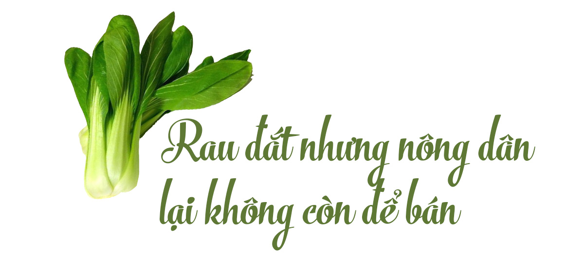 Giá rau đắt ngang thịt lợn, nông dân và thương lái đều không vui: Tại sao? - 5