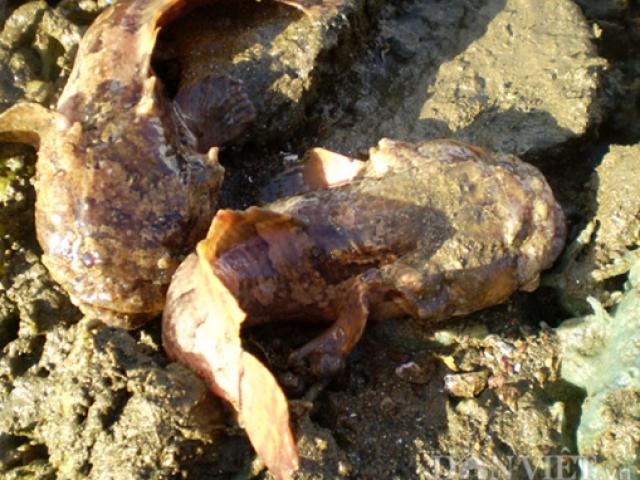 Thị trường - Tiêu dùng - Loài cá xấu xí nhưng được người Việt thích mê, đi bắt về bán kiếm tiền triệu