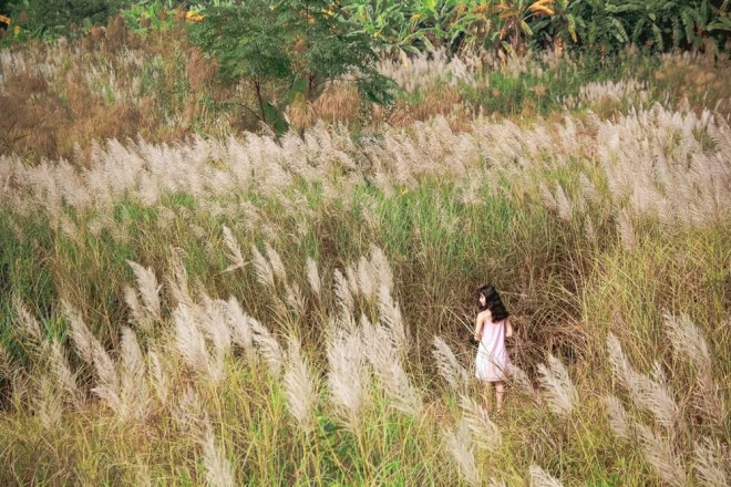 Cánh đồng cỏ lau ở Hà Nội đã vào mùa khoe sắc - 6