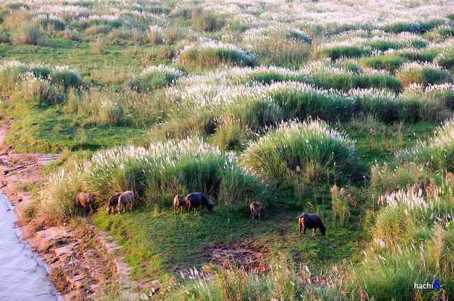 Cánh đồng cỏ lau ở Hà Nội đã vào mùa khoe sắc - 5