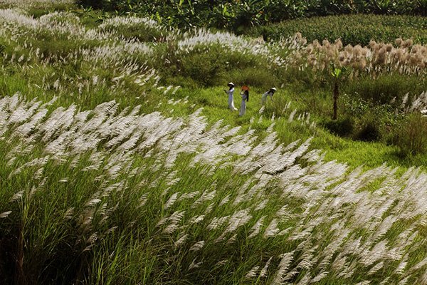 Cánh đồng cỏ lau ở Hà Nội đã vào mùa khoe sắc - 4