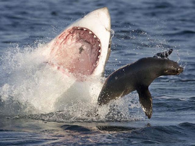 Media - Cá mập "bay cao" đoạt mạng hải cẩu