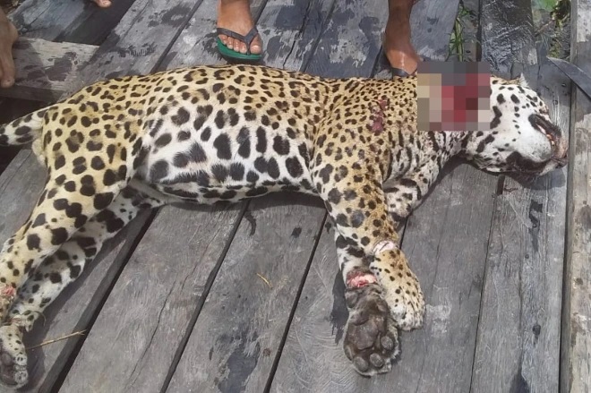 Đi săn trong rừng, không ngờ thành "con mồi" cho thú dữ - 2