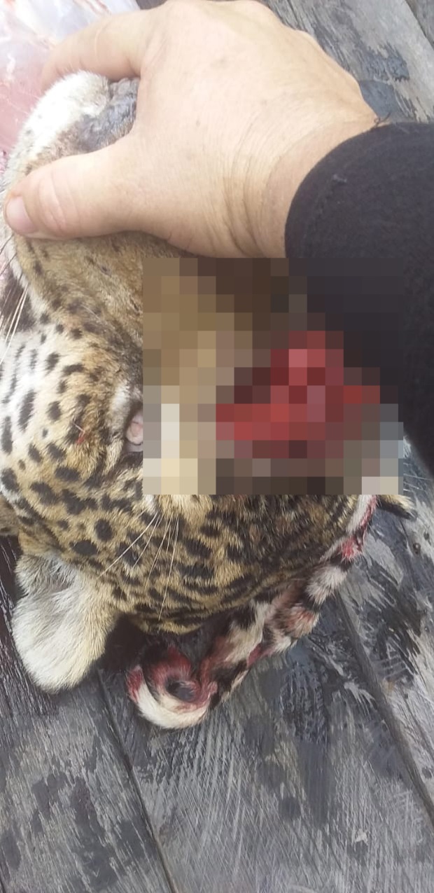 Con báo đốm bị hạ gục. Ảnh: News Flash