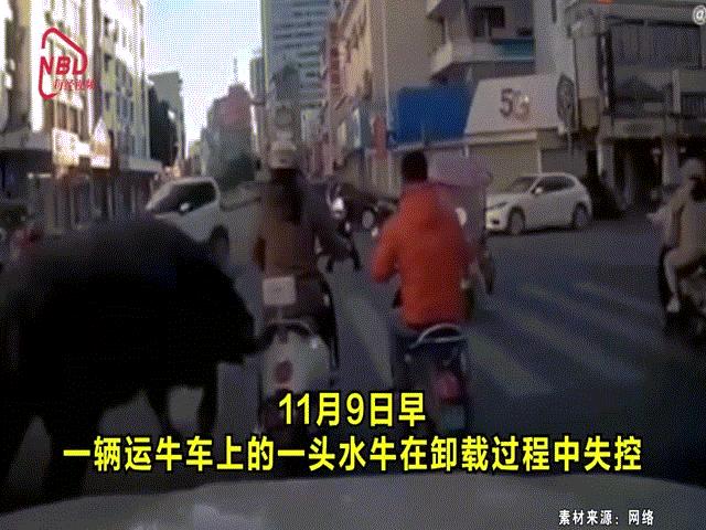 Phi thường - kỳ quặc - Video: Trâu húc bay người đi đường, cảnh sát truy bắt như phim hành động