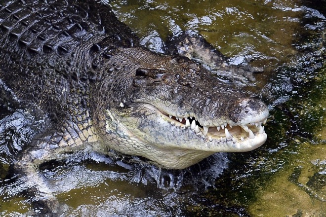 Cá sấu nước mặn là loài sinh vật được bảo vệ ở Úc.