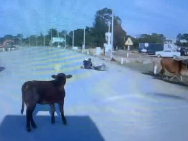 Tin tức trong ngày - Clip: Bò lao ra đường húc xe máy, 2 người gặp tai họa