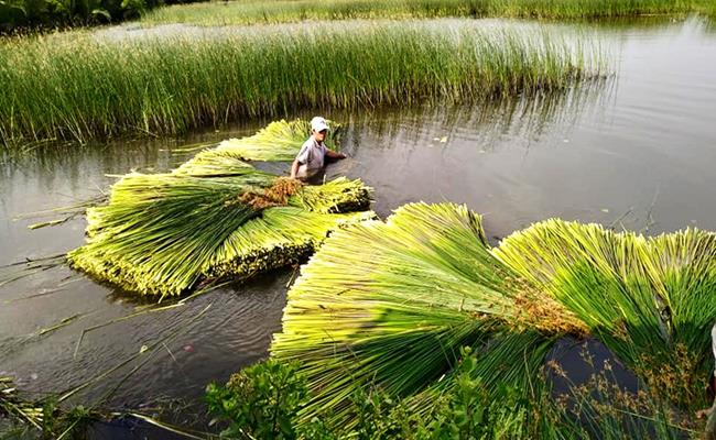 Ngoài ra, còn có những loại rau mọc hoang xưa chỉ coi là cỏ dại nay thành đặc sản và đem lại thu nhập cao cho người trồng.
