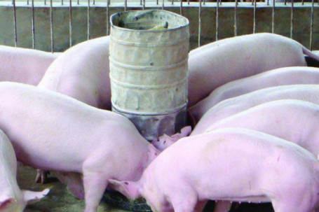 Giá lợn hơi giảm sâu, nhiều người nông dân “đứng ngồi không yên”