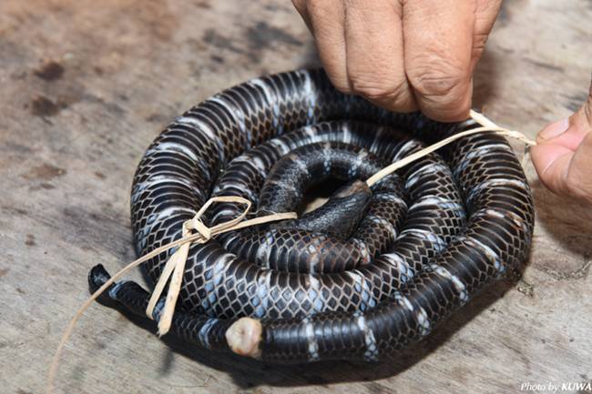 Sau khi bắt xong, loài rắn biển được hun khói để bán hoặc cho vào súp rắn biển.
