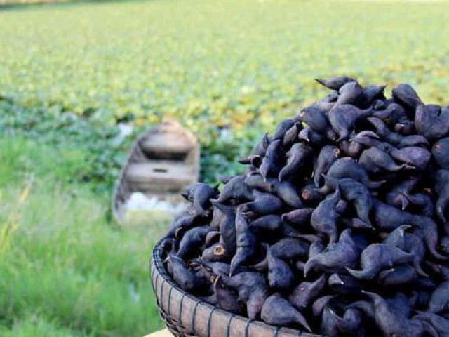 Thị trường - Tiêu dùng - Loại củ gai góc gây "bão" chợ mạng, tiểu thương chốt đơn mỏi tay