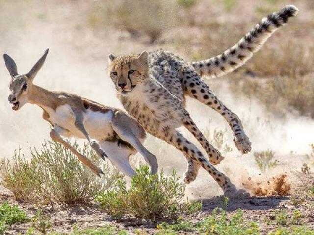 Media - Linh dương có hành động khiến báo đốm "sững người" khi bị dồn đường cùng