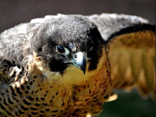 Media - "Sát thủ bầu trời" nhanh nhất hành tinh, có tốc độ "xé gió" lên tới 320km/h