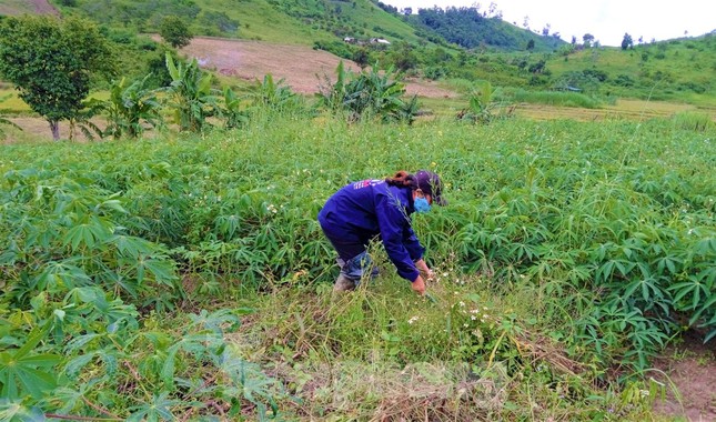 Người lao động Đắk Lắk xoay xở tìm việc sau khi về quê vì dịch COVID-19