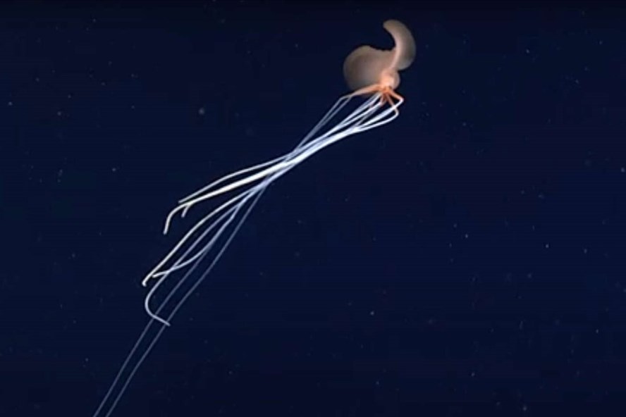 Hình ảnh mực tay dài trong chuyến thám hiểm mới nhất của NOAA.