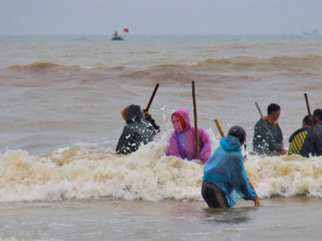 Tin tức trong ngày - Sò trôi theo sóng vào bờ, trăm người đổ ra biển vớt