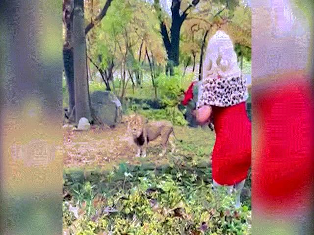 Phi thường - kỳ quặc - Video: Vượt rào vào chuồng nuôi nhốt, quấy rối sư tử