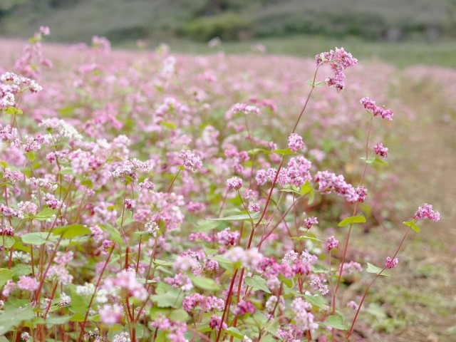 Du lịch - Đẹp nao lòng những thiên đường hoa Tây Bắc