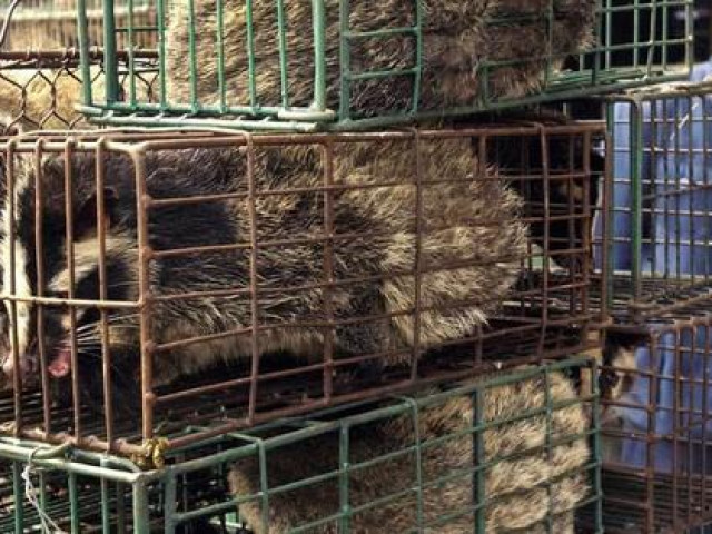 Thế giới - Phát hiện 18 loại virus ở động vật hoang dã gây nguy cơ cho người