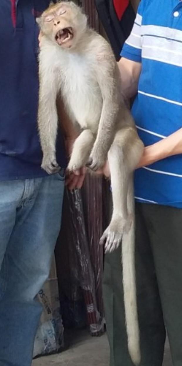 Con khỉ ngấm thuốc mê được đưa về khu chăm sóc động vật hoang dã