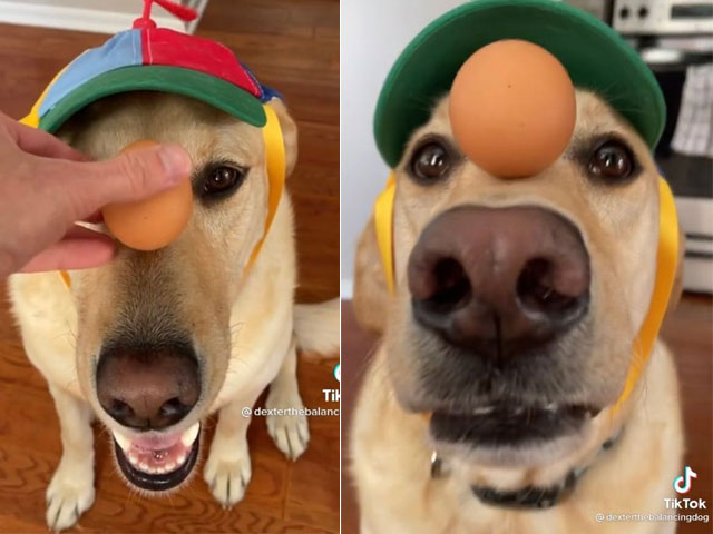 Bạn trẻ - Cuộc sống - Clip: Chú chó giữ thăng bằng quả trứng trên mũi khiến người xem thích thú