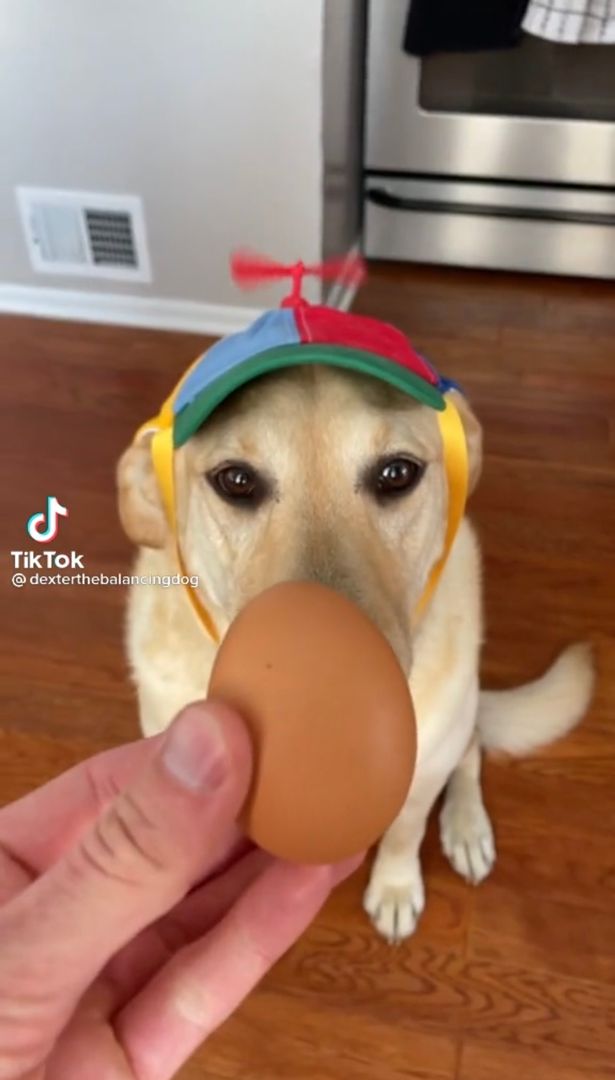 Dexter đã tập trung hết sức ngay khi nhìn thấy quả trứng