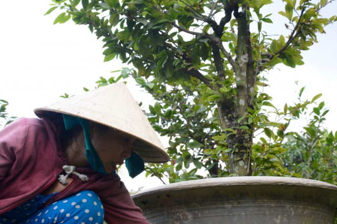 Theo nhiều chủ vườn dự đoán, do tình hình dịch bệnh nên thị trường hoa năm nay sẽ khá ảm đạm. Do đó, nhiều vườn chỉ duy trì trồng mỗi loại hoa theo số lượng nhất định để mối cho bạn hàng.