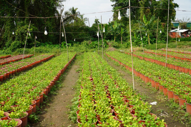 Ngoài một số vườn hoa tại quận 12, các vườn hoa, kiểng tại huyện Củ Chi, Hóc Môn và TP.Thủ Đức... cũng đang tất bật chuẩn bị cho vụ thu hoạch Tết. Tuy nhiên, tình hình chung năm nay các vườn đều đồng loạt chủ động giảm số lượng hoa, kiểng vì những dự báo không mấy khả quan của thị trường hoa Tết sắp đến.