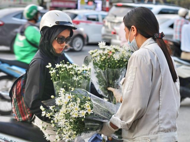 Thị trường - Tiêu dùng - Hà Nội: Cúc họa mi đầu mùa giá rẻ chưa từng có