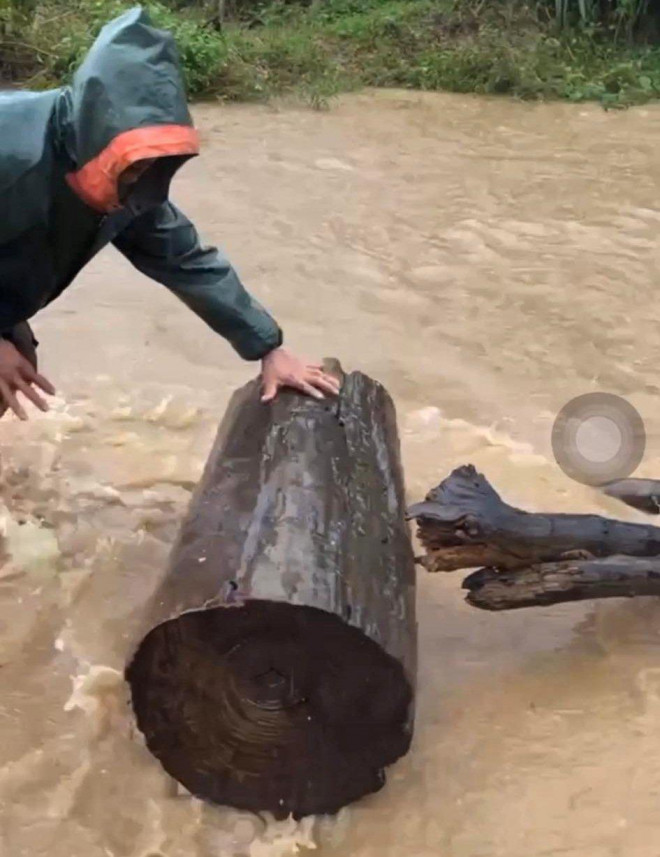 Một khúc gỗ có đường kính khoảng 30 cm được người dân vớt được trên dòng nước lũ