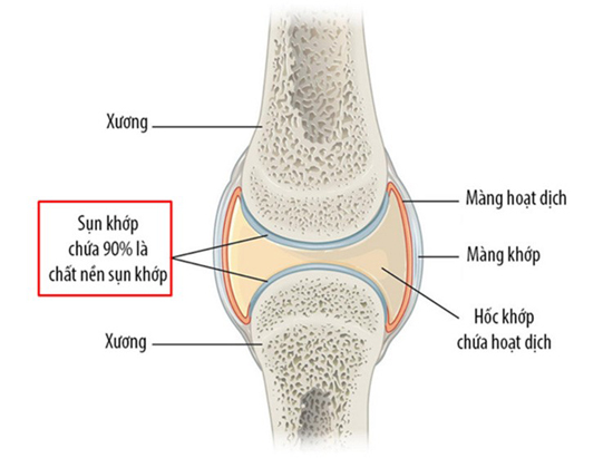 Hình ảnh cấu trúc của sụn khớp