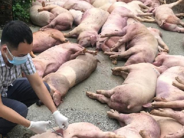 Thị trường - Tiêu dùng - Đối diện quá nhiều khó khăn, nhiều hộ chăn nuôi lợn quyết định "treo chuồng", bỏ nghề