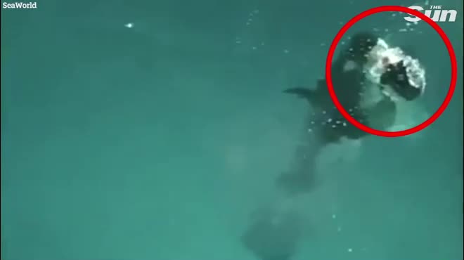 Video: Hãi hùng cảnh cá voi sát thủ ngoạm chân người huấn luyện dìm sâu  xuống nước