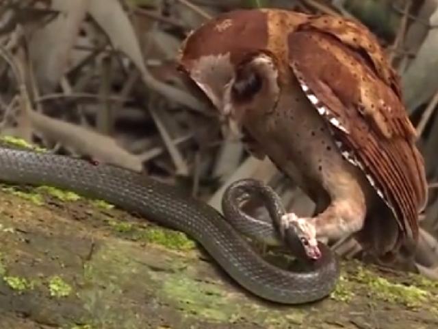 Media - Bị "vua bóng đêm" cú mèo hạ sát, rắn phản đòn trong vô vọng