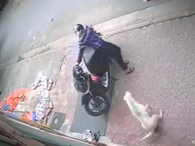 Tin tức trong ngày - Clip: Khiến người bẻ khóa cổ xe SH trong 3 giây khiếp sợ bỏ chạy, chó trắng nhận "mưa" lời khen