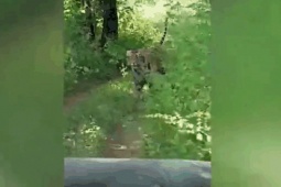 Clip: Bị hổ dữ rượt đuổi, nhóm du khách la hét phóng xe bỏ chạy