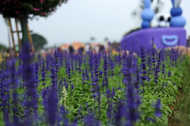 Lavender Cottage nằm ở quận Tân Xã đem lại cảm giác vô cùng dễ chịu, đặc biệt nếu bạn muốn tận hưởng không khí trong lành với những cánh đồng hoa oải hương trải dài và con đường mòn tuyệt đẹp. 
