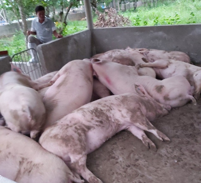 Lợn dịch chết tại nhiều địa phương