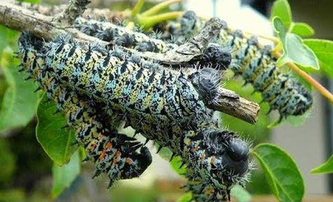 &#34;Lộc trời&#34; nhìn đã thấy rùng mình, không ngờ là đặc sản đắt hơn tôm hùm, 14 triệu đồng/kg - 1