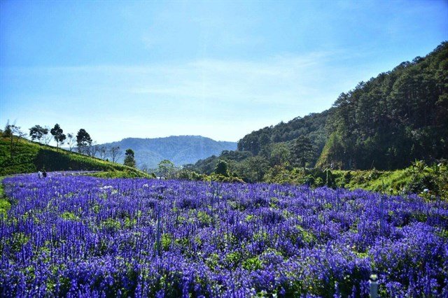 Top 10 loài hoa Đà Lạt đẹp nhất và địa điểm ngắm hoa mới nhất - 7
