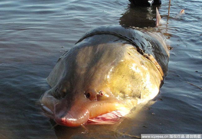 Tuy có thân hình khổng lồ, nhưng cá tầm Kaluga được cho là hiền lành vì chúng không có răng và ít gây hại cho đồng loại
