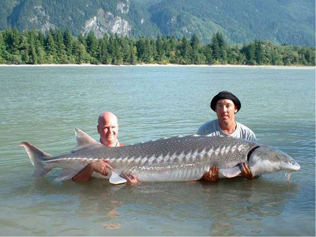 Loài cá này được tìm thấy nhiều ở vùng sông Amur tới tận vùng thượng nguồn Argun, Shinka, vùng nước lợ cửa sông ven biển Okhotsk và biển Nhật Bản. Tại các con sông ven biển của Trung Quốc, cá tầm Kaluga cũng được tìm thấy với số lượng nhiều. 
