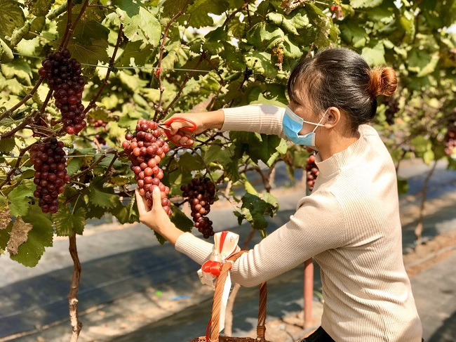 Chiêm ngưỡng vườn nho “siêu quả” giữa Thủ đô, thu hàng trăm triệu đồng mỗi vụ - 1