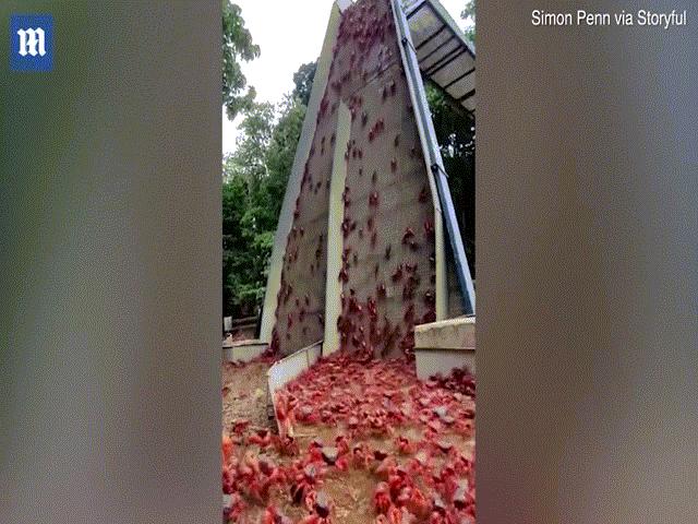 Thế giới - Video: "Mê hoặc" cảnh 50 triệu con cua độc hành quân trên đất Úc