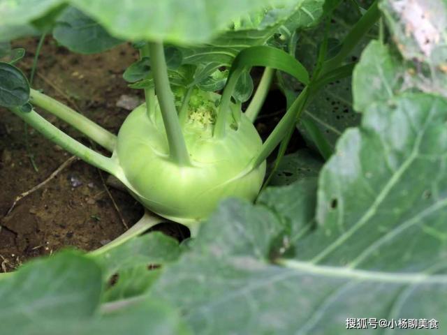 Ẩm thực - Loại rau mùa đông được mệnh danh là "thuốc chữa bệnh dạ dày tự nhiên"