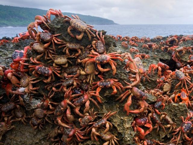 Du lịch - "Đảo Giáng sinh" nhưng không liên quan gì đến Giáng sinh, đây mới thực sự là lý do