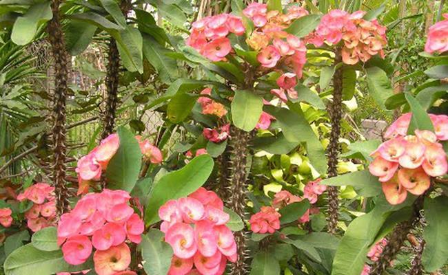 Không chỉ riêng vạn niên thanh, cây xương rồng bát tiên cũng là loại cây cảnh có độc nhưng được trồng làm cảnh rất phổ biến. Loại cây này có giá từ 60.000 đồng -  150.000 đồng/cây.  
