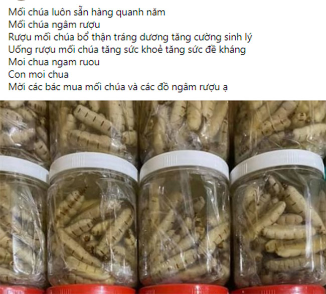 &nbsp;Trên chợ mạng, mối chúa được bán rầm rộ với nhiều mức giá khác nhau tùy kích cỡ, những con cỡ đại có giá 20.000-30.000 đồng/con, còn cỡ vừa có giá 10.000-15.000 đồng/con.&nbsp;
