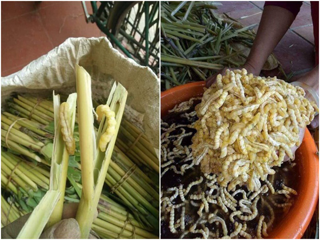 Từ tháng 11 đến tháng 1 năm sau là thời điểm thu hoạch sâu chít. Những con sâu chít có màu trắng sữa, căng mọng, là đặc sản nổi tiếng có thể chế biến được nhiều món khác nhau.
